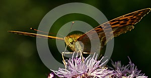 Butterfly Silver-washed Fritillary Argynnis paphia