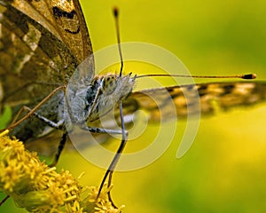 Butterfly Silver-washed Fritillary Argynnis paphia in close-up