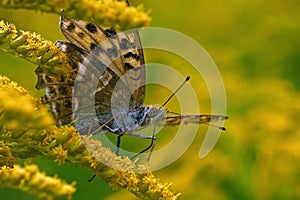 Butterfly Silver-washed Fritillary Argynnis paphia in close-up