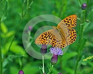 Butterfly Silver-washed Fritillary Argynnis paphia