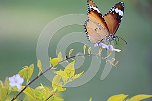 Butterfly simple sitting