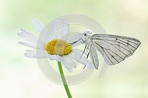 Butterfly Siona lineata on a Daisy