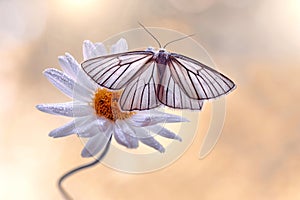 Butterfly Siona lineata on a Daisy