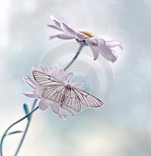 Butterfly Siona lineata on a Daisy