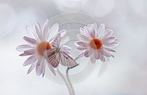 Butterfly Siona lineata on a Daisy