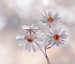 Butterfly Siona lineata on a Daisy