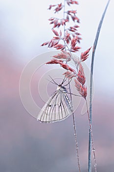 Butterfly Siona lineata on a field meadow