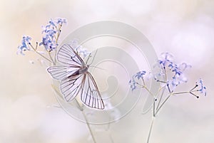 Butterfly Siona lineata on a flower