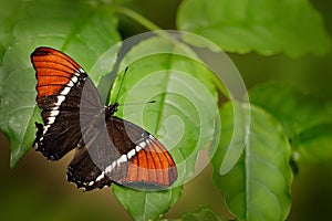 Butterfly Siproeta epaphus, Rusty-tipped Page in the geen nature habitat.  Brown and orange butterfly sitting on the leave in