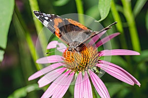 Butterfly sit on a beautiful pink flowe