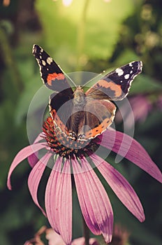 Butterfly sit on a beautiful pink flower/beautiful bright motley butterfly sits on a flower. Beautiful wildlife background