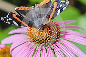 Butterfly sit on a beautiful pink flower/beautiful bright motley butterfly sits on a flower. Beautiful wildlife background