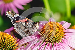 Butterfly sit on a beautiful pink flower/beautiful bright motley butterfly sits on a flower. Beautiful wildlife background