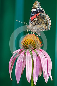 Butterfly sit on a beautiful pink flower/beautiful bright motley butterfly sits on a flower. Beautiful wildlife background