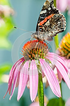 Butterfly sit on a beautiful pink flower/beautiful bright motley butterfly sits on a flower. Beautiful wildlife background