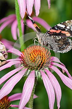 Butterfly sit on a beautiful pink flower/beautiful bright motley butterfly sits on a flower. Beautiful wildlife background