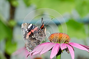 Butterfly sit on a beautiful pink flower/beautiful bright motley butterfly sits on a flower. Beautiful wildlife background