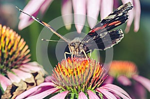 Butterfly sit on a beautiful pink flower/beautiful bright motley butterfly sits on a flower. Beautiful wildlife background