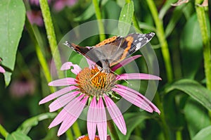 Butterfly sit on a beautiful pink flower/beautiful bright motley butterfly sits on a flower. Beautiful wildlife background