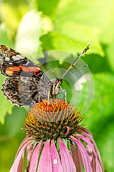 Butterfly sit on a beautiful pink flower/beautiful bright motley butterfly sits on a flower. Beautiful wildlife background