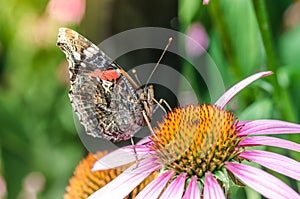 Butterfly sit on a beautiful pink flower/beautiful bright motley butterfly sits on a flower. Beautiful wildlife background