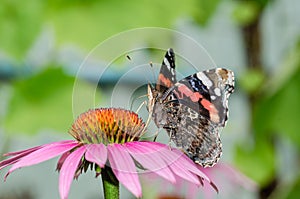 Butterfly sit on a beautiful pink flower/beautiful bright motley butterfly sits on a flower. Beautiful wildlife background