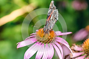 Butterfly sit on a beautiful pink flower/beautiful bright motley butterfly sits on a flower. Beautiful wildlife background
