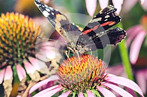 Butterfly sit on a beautiful pink flower/beautiful bright motley butterfly sits on a flower. Beautiful wildlife background