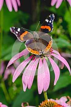 butterfly sit on a beautiful pink flower echinacea