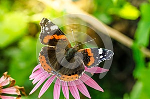 Butterfly sit on a beautiful pink flower echinacea/beautiful bright motley butterfly sits on an unusual flower echinacea in a