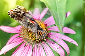 Butterfly sit on a beautiful pink flower echinacea/beautiful bright motley butterfly sits on an unusual flower echinacea in a