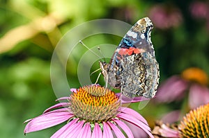 Butterfly sit on a beautiful pink flower echinacea/beautiful bright motley butterfly sits on an unusual flower echinacea in a