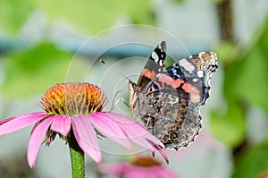 Butterfly sit on a beautiful pink flower echinacea/beautiful bright motley butterfly sits on an unusual flower echinacea in a