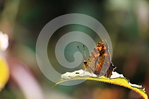 Butterfly Sit On Green Leaf