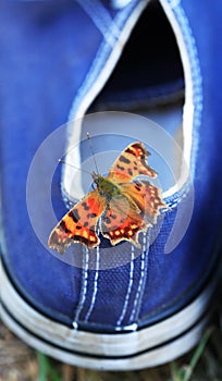 Butterfly Sit On Sneakers