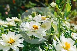 Butterfly sit to White flowers mini zinnia