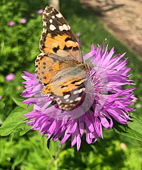 Butterfly sit on violet flower, Common tiger butterfly