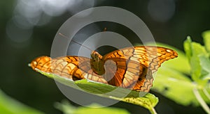 Butterfly siting elegantly on a leaf