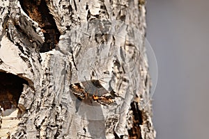 A butterfly sits on the bark of a birch tree