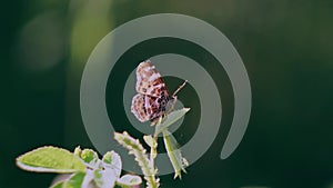 A butterfly sits on a branch in the forest.