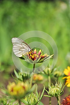 A butterfly sits on a bright flower in clear sunny weather.