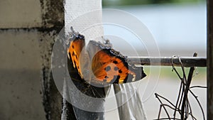 A butterfly sits on a concrete fence in the city, a car passes in the background