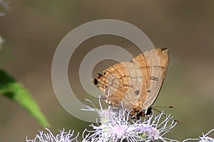 Butterfly sits on flower collecting necter