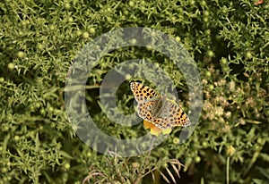 The butterfly sits on a flower. Latin name Issoria lathonia