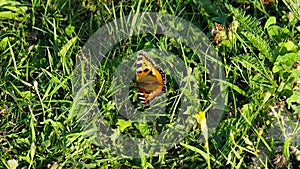 Butterfly sits on the grass