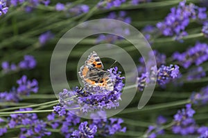 butterfly sits on lavender flower