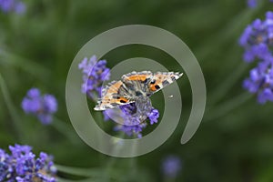 butterfly sits on lavender flower