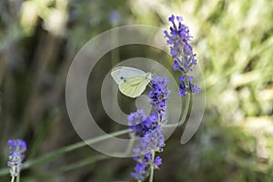 Butterfly sits on lavender flower