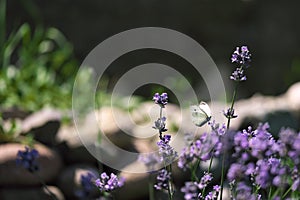 Butterfly sits on a lavender flower two butterflies over lavender flowers