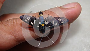 Butterfly sits on a man hand. Blue, fragile butterfly wings on man fingers create harmony of nature, beauty magic close-up. Macro.